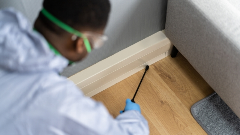 Pest control technician inspecting skirting boards in a Sydney home